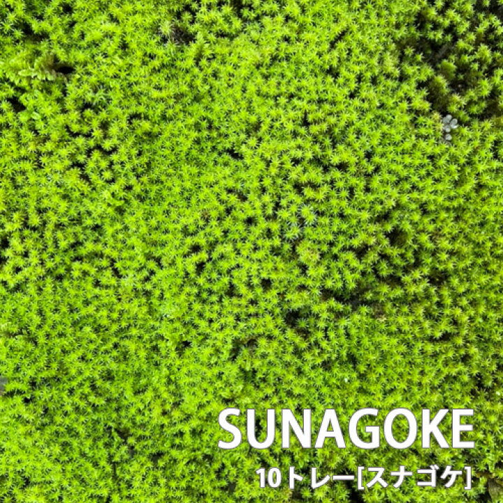 楽天市場】苔 スナゴケ 砂苔 10トレー セット トレーサイズ300mm×600mm 
