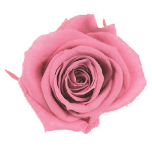 �X�^���_�[�h���[�Y 6�� FL0100�|20 �`�F���[�u���b�T�� 165-51004-20 �v���U�[�u�h�t�����[ �o�� ���[�Y �K�N �u�[�P ���[�X �A�����W ��K����