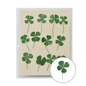 クローバー 花 生花の人気商品 通販 価格比較 価格 Com