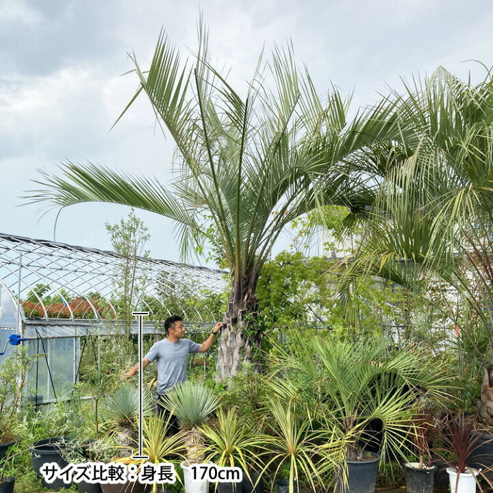 楽天市場】現品お届け ココスヤシ No.1 本州のみ配送可能 植栽は別途  