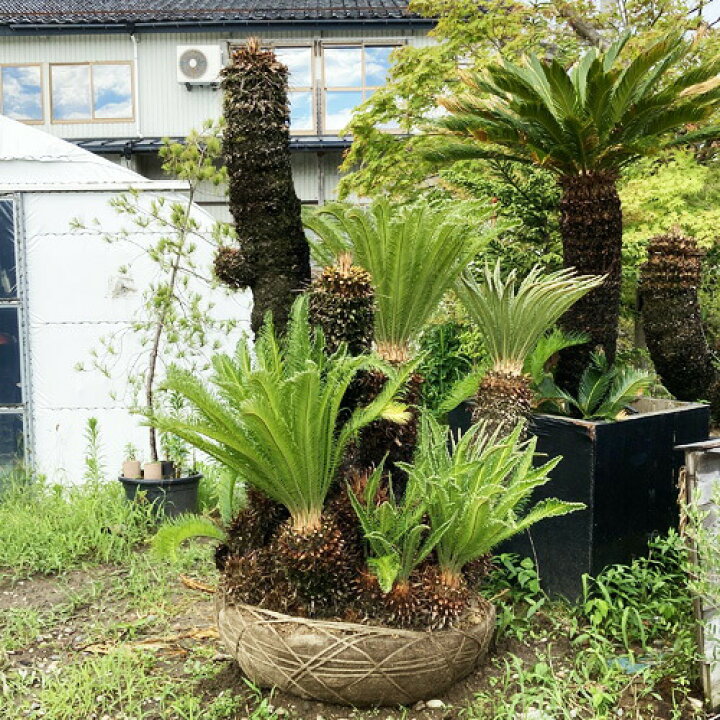 楽天市場】現品お届け ソテツ No.1 本州のみ配送可能 植栽は別途 蘇鉄  