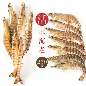 ԊCV  ԊCV/250g 7`12  сEhgEԃGrEԊCVEGr Ε Mtg