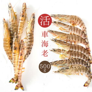 車海老 活 活車海老/約500g 約15〜25尾入り 送料無料 えび・刺身・車エビ・活車海老・活きエビ お歳暮 ギフト