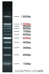 DNA���_�[�}�[�J�[500�}�C�N�����b�g�� (100��) (10�{�g) 100bp-KB10