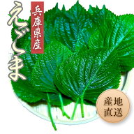 産地直送 兵庫県産 エゴマの葉 【 100枚 】えごまの葉 国産 ケンニプ えごま 葉 新鮮野菜 韓国料理 エゴ…