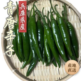 兵庫県産 青唐辛子 【 200g 】 国産 生 青とうがらし プッコチ 産地直送 トウガラシ 生野菜 薬味 とうがらし 韓国料理 生唐辛子 辛いもの 新鮮 青トウガラシ 炒め物 焼肉 青唐 漬け 辛味 唐辛子 食材 国産青唐辛子 野菜宅配 農家直送 産直 野菜 国産唐辛子