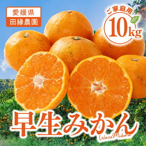 yzQY ݂ 10kg ƒpy11{`zb c_ Q ݂  ~J  킹݂ ʕ 10kg Yn t[c  傫C p 