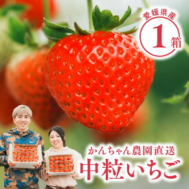 【 送料無料 】新鮮朝採り 宇和いちご 中粒1箱【2月中旬から順次発送】｜かんちゃん農園 かおりの 愛媛 宇和町 いちご 苺 名産品 ギフト 贈り物 プレゼント スイーツ 御祝い 産直 母の日
