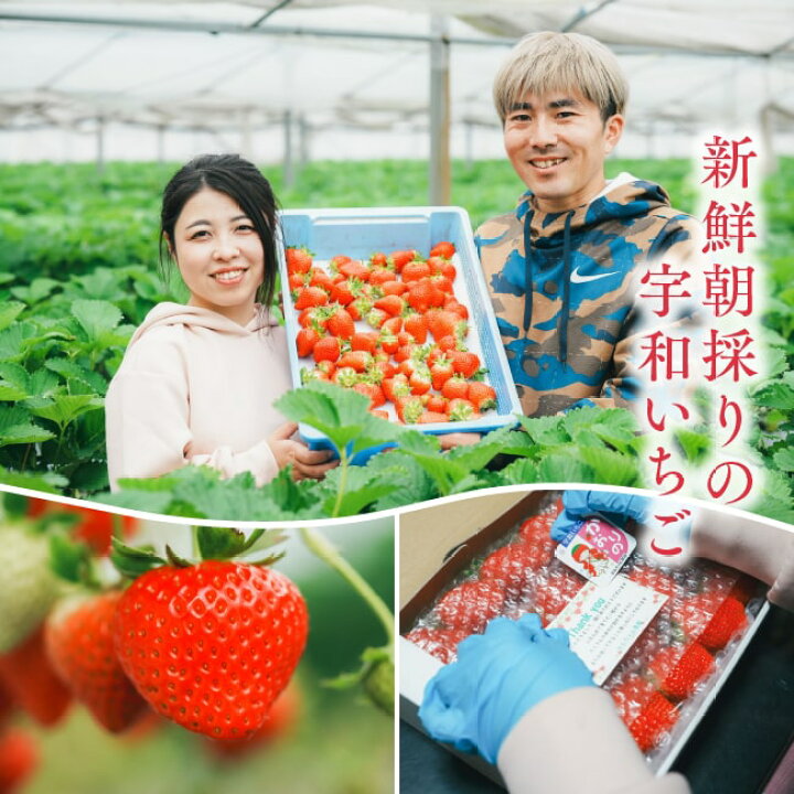 楽天市場】【 送料無料 】新鮮朝採り 宇和いちご 特大2箱【2月初旬から 