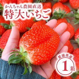 【 送料無料 】新鮮朝採り 宇和いちご 特大1箱【2月初旬から順次発送】｜かんちゃん農園 かおりの 愛媛 宇和町 特大 いちご 苺 名産品 ギフト 贈り物 プレゼント スイーツ 御祝い 産地直送