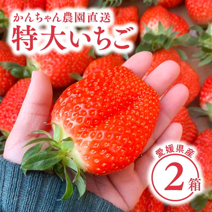 楽天市場】【 送料無料 】新鮮朝採り 宇和いちご 特大2箱【2月初旬から 