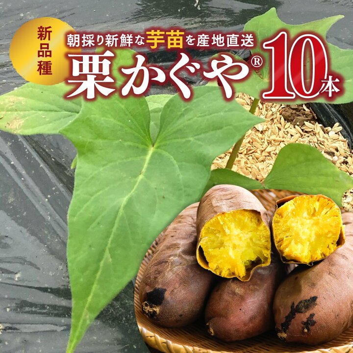 楽天市場】【予約販売】さつまいも苗 栗かぐや® 10本｜金太郎 栗かぐや芋苗500本セール