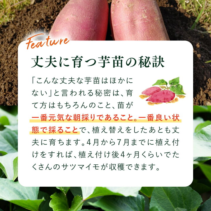 楽天市場】さつまいも苗 新品種【あまはづき】10本｜収穫直後から食べ 