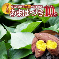 【予約販売】さつまいも 苗 あまはづき 10本｜金太郎倶楽部 サツマイモ苗 新品種 ねっとり 甘い 高糖度 …