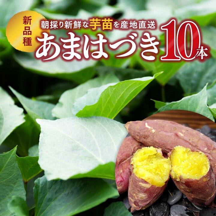 楽天市場】さつまいも苗 新品種【あまはづき】10本｜収穫直後から食べ 
