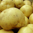 楽天市場 野菜 きのこ ブランド ジェフダ 人気ランキング721位 売れ筋商品