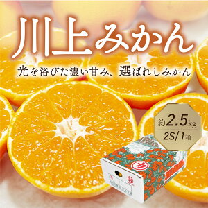 ݂ ݂   2STCY 2.5kg 1 JAɂ ㋤I yʓrz QY ʕ t[c ݂ ~J k Mtg  Yi  Ε