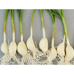 yԔ_z܂ďLȂ Ђɂɂ 20{ [N[]