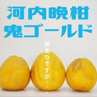 500円クーポンあり　河内晩柑 5kg　現在発送中　北海道、沖縄は600円追加になります みかん 愛媛ミカン …