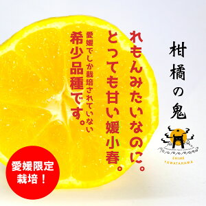 【予約商品】媛小春2.7kg 2026年2月中旬より発送 希少柑橘 家庭用 媛小春2.7kg 北海道、沖縄700円追加 媛小春 愛媛県産 八幡浜産 希少柑橘