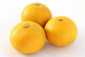 \i@XC[gXvO@5.5kg@2蔭@Q~J XC[gXvO kCÂql600~ǉ