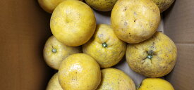 減農薬　訳あり　河内晩柑 5kg　北海道、沖縄は600円追加になります みかん 愛媛ミカン グレープフルーツ 愛媛県産 愛媛 ミカン 国産 宇和島 八幡浜