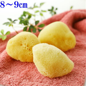 CȃX|W NWOq ʔ RCN ϗƂԂVRX|Wō VN튣Œ7`9cm37cmȉ4gȏ܂ސŖc݂܂SSTCY4ނr1