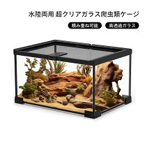楽天市場】トカゲ 飼育 セットの通販