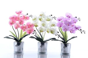 OXӒ FORMOSA FLOWERS ZT[Cg̓ tHTt[Y sN x_[  oYj Mtg  v[g