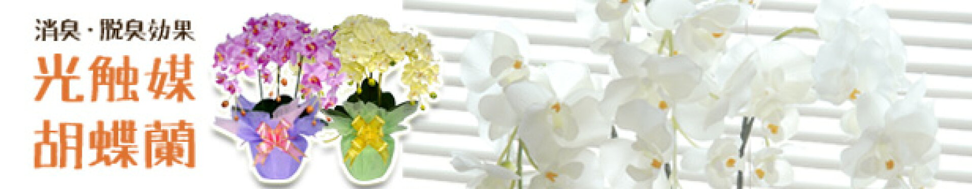 光触媒胡蝶蘭