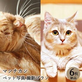 【ペット写真】猫　ねこ　マンチカン　6枚 納品 ペット ペット写真 思い出 記念日 写真館 スタジオ 写真撮影 カメラ 一眼レフ プロカメラマン データ納品 栄光社 兵庫県 加西市