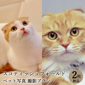 【ペット写真】猫　ねこ　スコティッシュフォールド　2枚 納品 ペット ペット写真 思い出 記念日 写真館 スタジオ 写真撮影 カメラ 一眼レフ プロカメラマン データ納品 栄光社 兵庫県 加西市