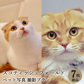 【ペット写真】猫　ねこ　スコティッシュフォールド　7枚 納品 ペット ペット写真 思い出 記念日 写真館 スタジオ 写真撮影 カメラ 一眼レフ プロカメラマン データ納品 栄光社 兵庫県 加西市