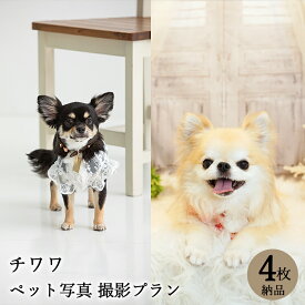 【ペット写真】犬　チワワ　4枚 納品 ペット ペット写真 思い出 記念日 写真館 スタジオ 写真撮影 カメラ 一眼レフ プロカメラマン データ納品 栄光社 兵庫県 加西市