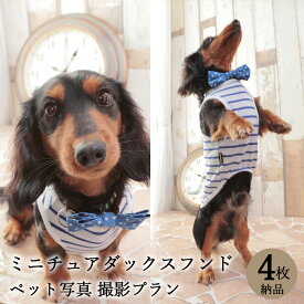 【ペット写真】犬　ミニチュアダックスフンド　4枚 納品 ペット ペット写真 思い出 記念日 写真館 スタジオ 写真撮影 カメラ 一眼レフ プロカメラマン データ納品 栄光社 兵庫県 加西市