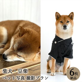 【ペット写真】犬　柴犬 豆柴　6枚 納品 ペット ペット写真 思い出 記念日 写真館 スタジオ 写真撮影 カメラ 一眼レフ プロカメラマン データ納品 栄光社 兵庫県 加西市