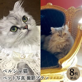 【ペット写真】猫　ねこ　ペルシャ猫　8枚 納品 ペット ペット写真 思い出 記念日 写真館 スタジオ 写真撮影 カメラ 一眼レフ プロカメラマン データ納品 栄光社 兵庫県 加西市