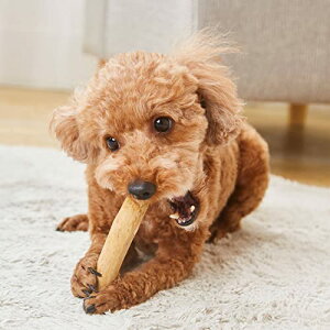 yeBI (Petio) p GVJhA R[q[Ebhn[hXeBbNM