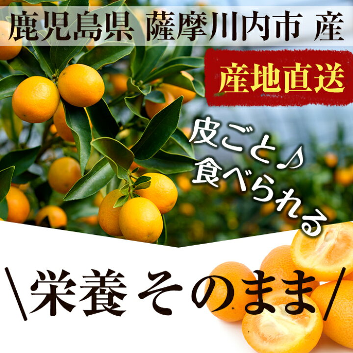 楽天市場】【先行予約】(1月中旬発送) テレビで紹介！ 入来のキンカン 