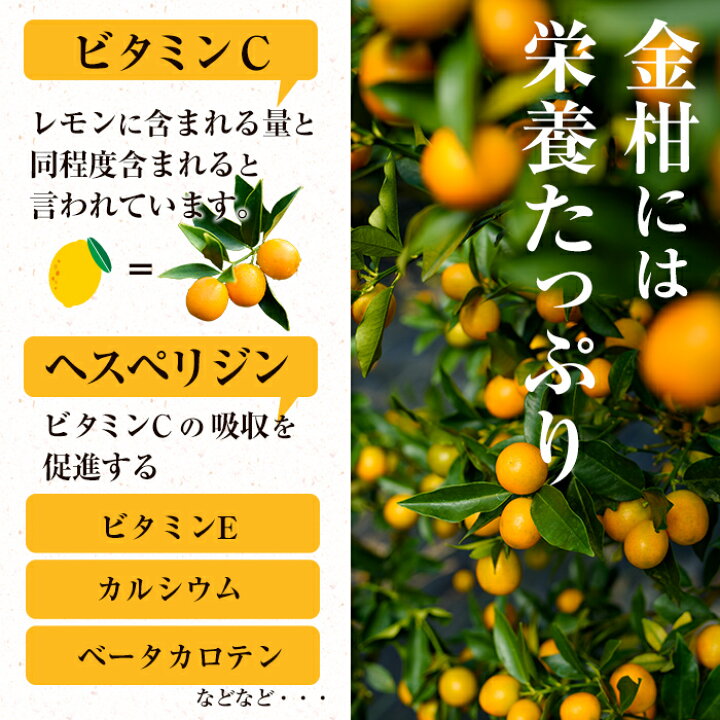 楽天市場 テレビで紹介 入来のキンカン ハウス きんかん ネット 大玉 3l 4lサイズ 1kg 約30個前後 糖度14 16度 キンカン 金柑 鹿児島 大サイズ ギフト 送料無料 薩摩川内webショップ 薩摩國