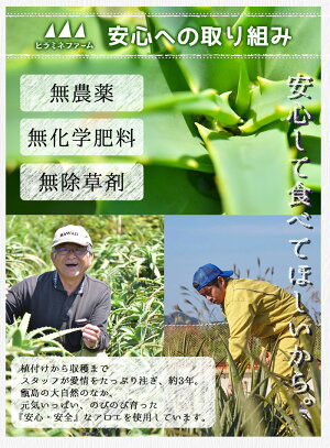 鹿児島県甑島の冷凍アロエベラ(大小セット)1.5kg【送料無料】500g×計3袋1,500gアロエスーパーフード健康食フルーツ果物スムージー健康美容肌ケアサプリメントサプリ国産鹿児島産甑島こしき島南国