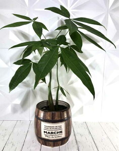 パキラ 苗木の人気商品 通販 価格比較 価格 Com パキラ 苗木の人気商品 通販 価格比較 価格 Com