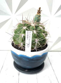 楽天市場 サボテン 地植えの通販