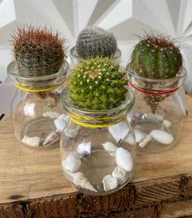 楽天市場 サボテンの水耕栽培 観葉植物 サボテン 種類はお任せ と瓶のセット 誕生日プレゼント 引越し祝い インテリア モダン おしゃれな水耕栽培 ハイドロカルチャー 駅前花市 楽天市場店