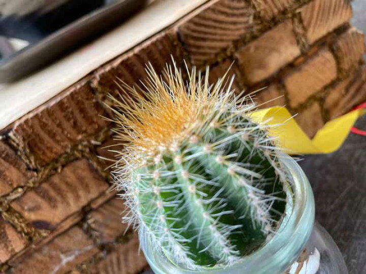 楽天市場 サボテンの水耕栽培 観葉植物 サボテン 種類はお任せ と瓶のセット 誕生日プレゼント 引越し祝い インテリア モダン おしゃれな水耕栽培 ハイドロカルチャー 駅前花市 楽天市場店 楽天市場 サボテンの水耕栽培 観葉植物 サボテン 種類はお任せ と瓶のセット 誕生日プレゼント 引越し祝い インテリア モダン おしゃれな水耕栽培 ハイドロカルチャー 駅前花市 楽天市場店