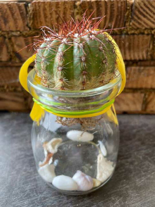 多肉植物 観葉植物 サボテン インテリア オシャレ アクアカクタス 水耕栽培 ｓサイズ ｅタイプ 予約受付中