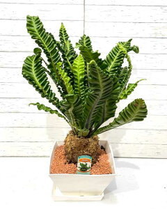 アスプレニウム 観葉植物 農業資材 ガーデニング用品の人気商品 通販 価格比較 価格 Com アスプレニウム 観葉植物 農業資材 ガーデニング用品の人気商品 通販 価格比較 価格 Com