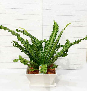 観葉植物 タニワタリの人気商品 通販 価格比較 価格 Com 観葉植物 タニワタリの人気商品 通販 価格比較 価格 Com