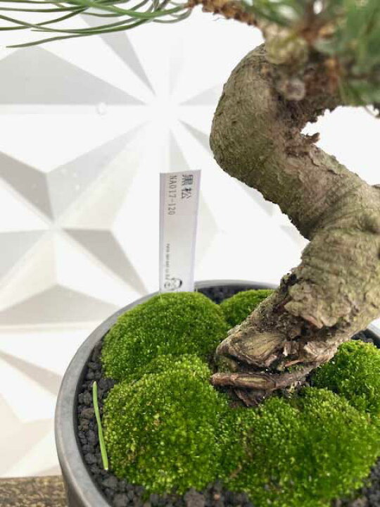 楽天市場】【実物現品限り】盆栽 黒松 鉢植鉢 陶器鉢 父の日 盆栽 