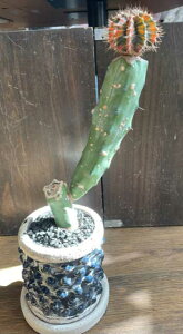 【実物現品限り】ギムノカリキウム  赤玉碧厳玉 おもしろ多肉植【サボテン】【オシャレ】【カワイイ】【マニア】